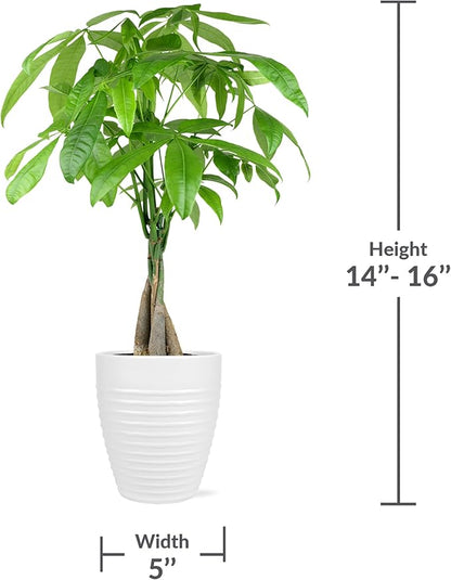 Green Circle Growers 5" Money Tree in White Floramx Pot, Live Indoor Plants, House Plant