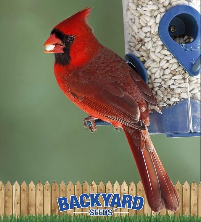CountryMax Backyard Seeds Safflower for Birds 10lbs - Premium Cardinal Bird Seed for Outside Feeders, Small Bag of Wild Bird Food