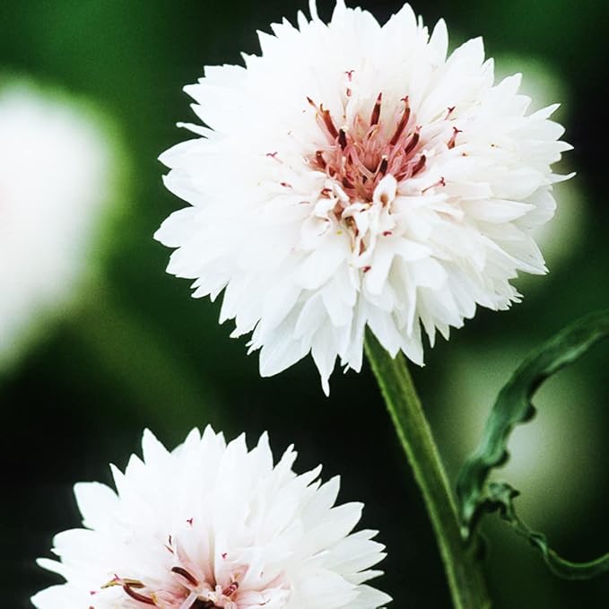 100 Pure White Cornflower Seeds Tall Stem Cottage Annual Wildflower for Planting Gardens & Meadows Flower Seeds