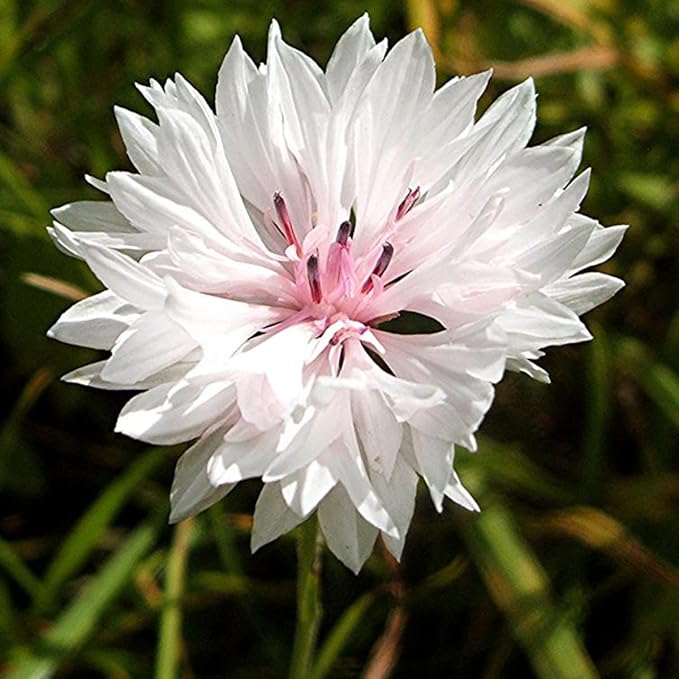 100 Pure White Cornflower Seeds Tall Stem Cottage Annual Wildflower for Planting Gardens & Meadows Flower Seeds