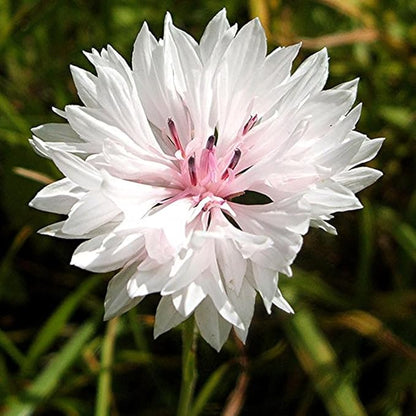 100 Pure White Cornflower Seeds Tall Stem Cottage Annual Wildflower for Planting Gardens & Meadows Flower Seeds
