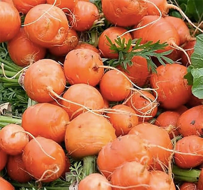 Round Baby Parisian Carrots Seeds A Delicacy Prised by Gourmet Restaurants Delicious Carrot Vegetable Seeds - 1000 Seeds