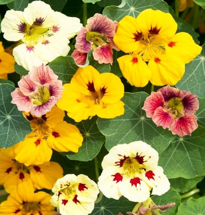 Nasturtium Seeds Dwarf Tall Trailing Mix – 50+ Edible Flower Seeds for Planting Outdoors – Fast Germination, Low-Maintenance Climbing