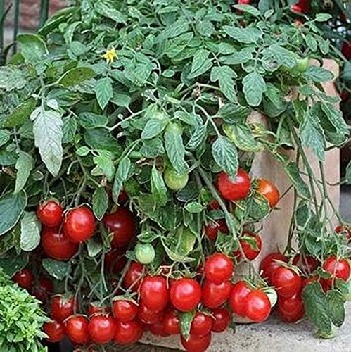 Cherry Falls Tomato Seeds