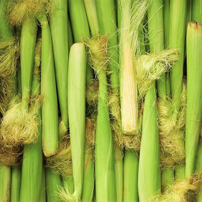 TomorrowSeeds - Baby Corn Seeds - 300+ Count - for 2026 Planting Asian Miniature Sweet Chinese Takeout Immature Young Early Indian Native Soft Vegetable Grow Your Own Home Farm Patio Healthy