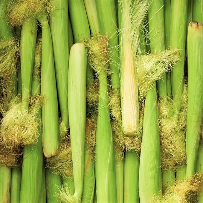TomorrowSeeds - Baby Corn Seeds - 100+ Count - for 2026 Planting Asian Miniature Sweet Chinese Takeout Immature Young Early Indian Native Soft Vegetable Grow Your Own Home Farm Patio Healthy