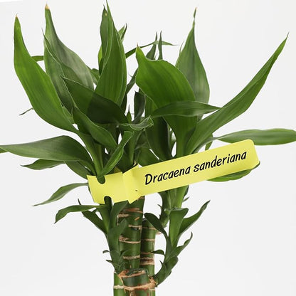 KINGLAKE GARDEN Plastic Plant Labels Tags Tree Tags 120 Pcs Wrap Around Tree Tag Plant Garden Markers Garden Tag for Plants Pots