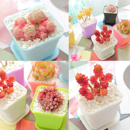 24Pack 3 Inch Plastic Plant Pots,Square Seedling Nursery Pots Succulent Flower Planter Container with Saucers for Garden,Room,Office,Balcony Decor,Multicolor
