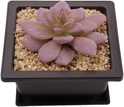 8PCS/Pack Retro Style Square Small Bonsai Training Pots with Tray, Mini Plastic Mocha Garden Flower Pot 4.7"
