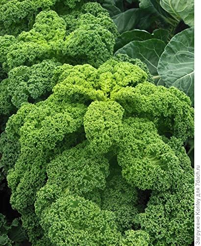 Seeds Kale Bush Dinosaur Giant Cabbage Non GMO Vegetable for Planting