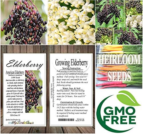 Big Pack - (1,000) American Elderberry Seeds - Sambucus Canadensis - Non-GMO Seeds by MySeeds.Co (Big Pack - Elderberry)
