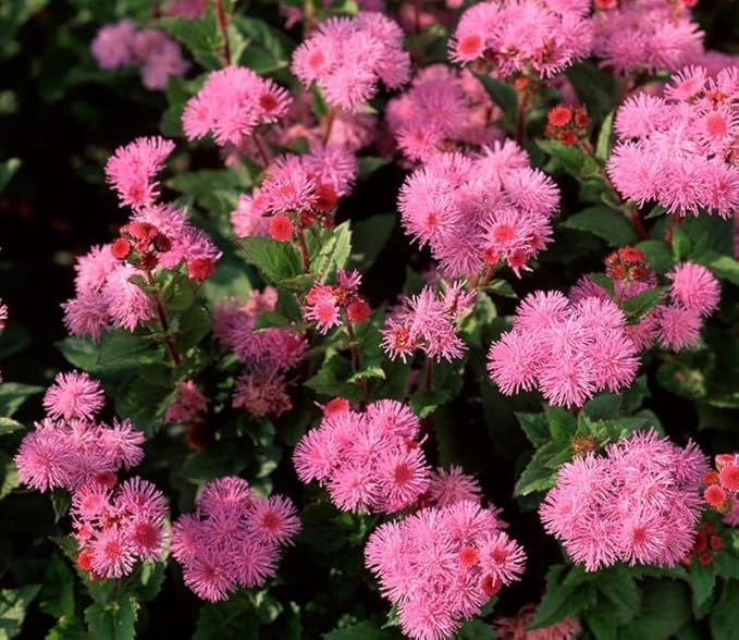 100+ Ball Pink Ageratum Seeds Flower Seeds Garden Planting