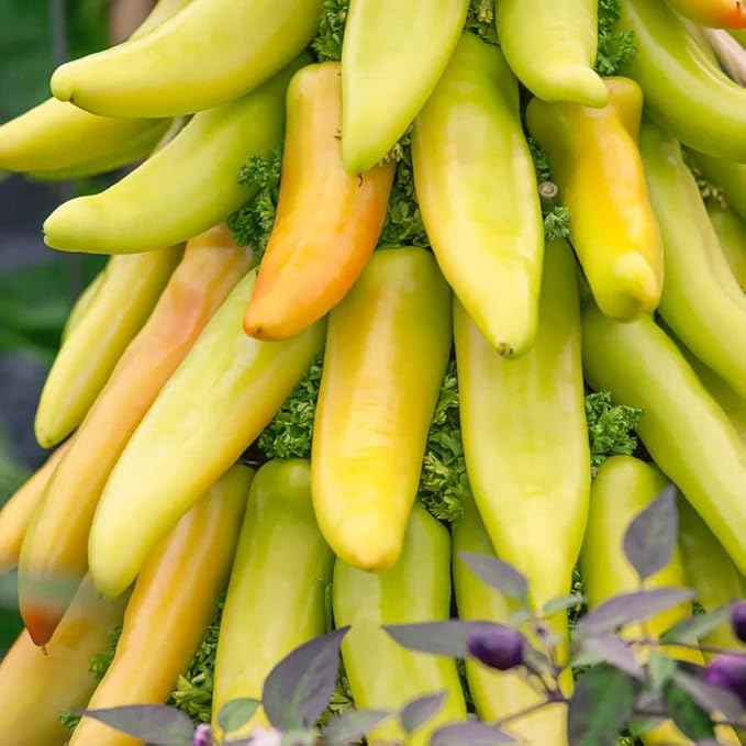 Park Seed Variety of Hot Chili Pepper Plant Seeds, Easy to Grow, Perfect for Spring Garden, Mexican Sunrise F1, Pack of 15