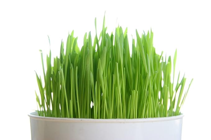 Todd's Seeds - Bundled Wheatgrass Seeds, 1Lb & Mung Bean Sprouting Seeds, 1Lb, Total of 2Lbs