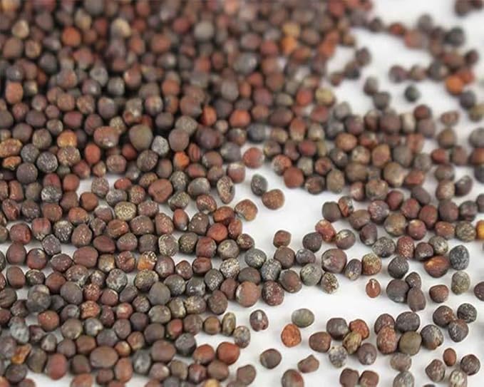 Bok Choy Cabbage Seeds for Planting – Plant & Grow Heirloom Bok Choy Cabbage in Home Outdoor Vegetable Garden, Brassica rapa subsp. chinensis– 5 Packets