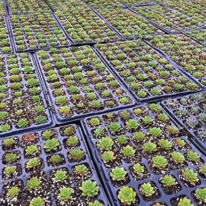 AIFUSI 10 Pack Seed Starter Kit, 72 Cell Seedling Trays Gardening Germination Plastic Tray Nursery Pots Mini Propagator Plant Grow Kit Plug Tray Starting Trays for Seedling Germination