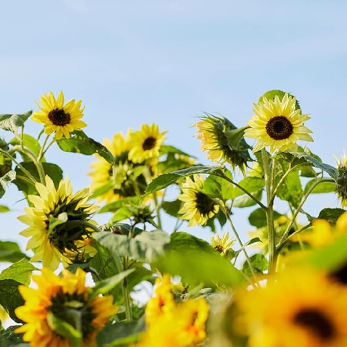 Seed Packets for Planting Lemon Queen Sunflowers in Home Outdoor Garden - Heirloom Non-GMO Flower Seed Packets
