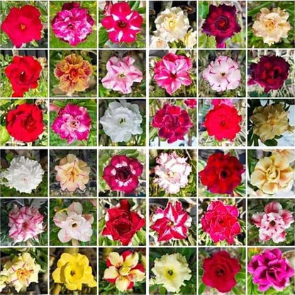 100 Desert Rose Seeds for Planting Mixed Color Ready to Grow Adenium Obesum Seed Exotic Succulent Colorful Bonsai Plant Tropical Rose Flower Planting Non-GMO Heirloom (100, Seeds)