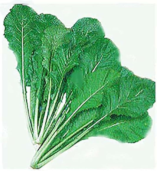 Large Bag Turnip Green Seeds - Seven Top Turnip Greens - 6800 Seeds