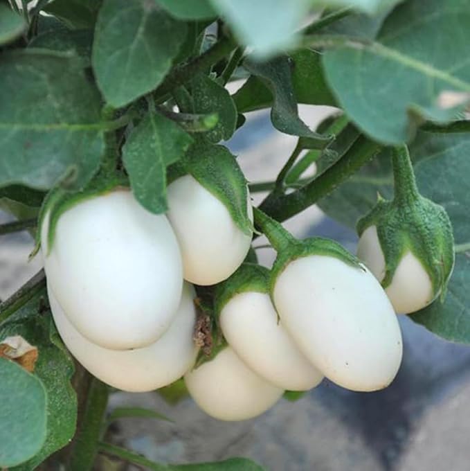 30PCS White Egg Eggplant Seeds Non-GMO High Yield Vegetable Seeds Heirloom