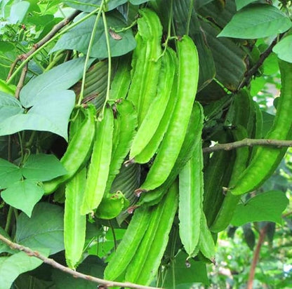 15PCS Winged Bean Seeds Psophocarpus Tetragonolobus Home Garden Seeds Heirloom
