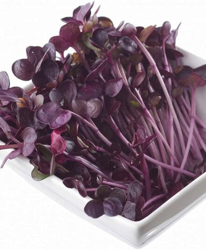 Todd's Seeds Rambo Sprouting Radish Seeds - Beautiful Red/Purple Colored Sprout, Non-GMO, Chemical Free, High Germination (One Pound)