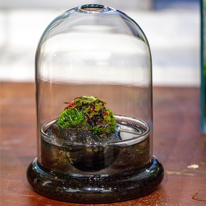 Small Glass Dome with Base and Air Hole - 4.7 x 4.7 x 6.3 Inch - Clear Glass Cloche Bell Jar, Home Indoor Tabletop Decorative Terrarium, (No Plants Included)