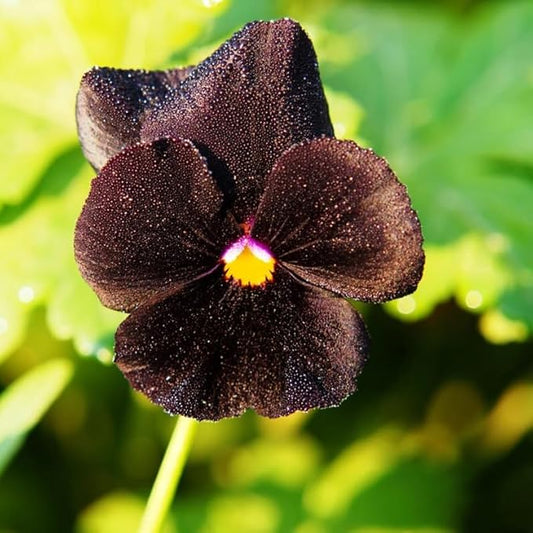100+ Black Velvet Pansy Viola Seeds Flowers Garden Planting