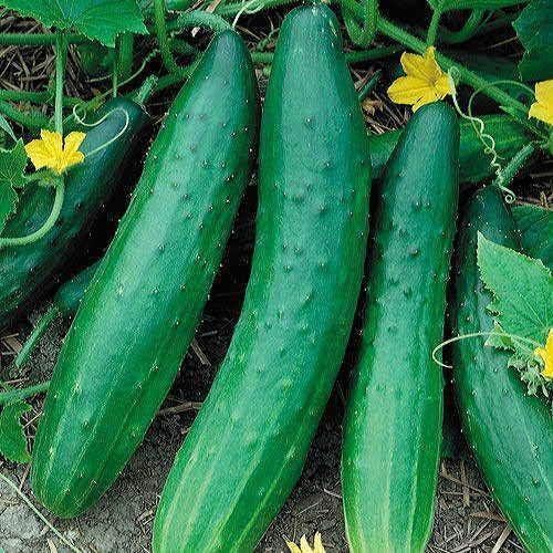 Park Seed Variety of Cucumber Seeds, Planting Cucumbers, Vegetable Seeds, Easy to Grow, Non-GMO, Perfect for Harvesting, Garden Sweet Burpless, Pack of 30