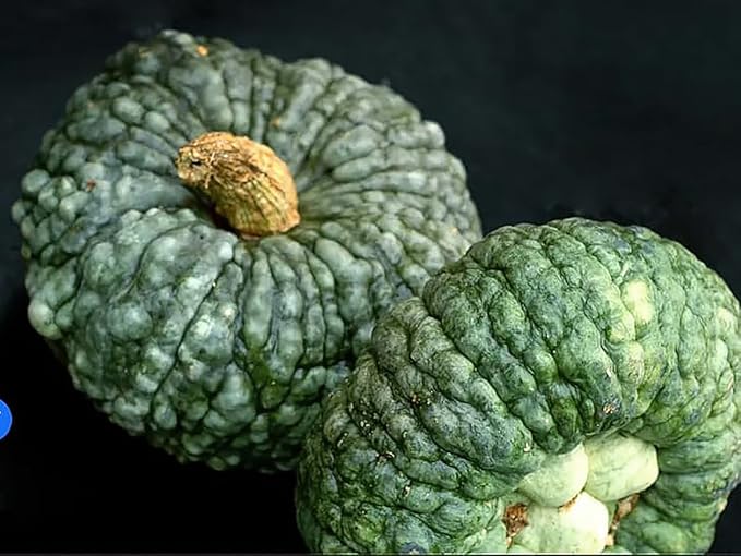 Marina Di Chioggia Bumpy Blue Pumpkin Seeds - 12 Seeds - One of The Most Intereting and Decorative Pumpkins as Well as Delicious