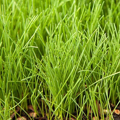 Creeping Red Fine Fescue Seed by Eretz (10lb) - Choose Size! Willamette Valley Oregon Grown, No Fillers, No Weed or Other Crop Seeds, Premium Shade Grass Seed.