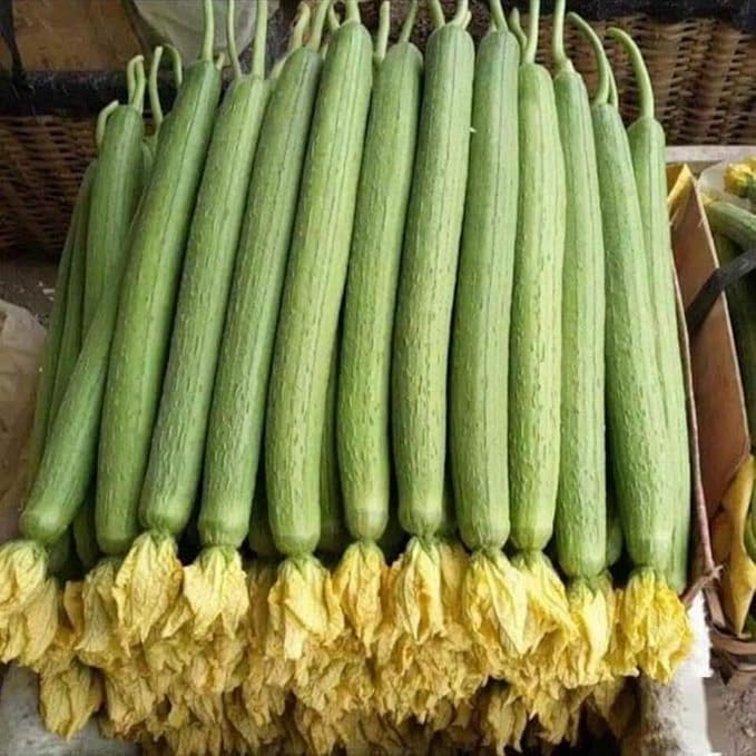 20+ Vietnamese Hybrid Smooth Luffa; Hạt giống mướp hương xanh lai F1; Mướp hương nụ 5 lá giống mướp sai quả Gourd Seeds - Dok - Hybrid