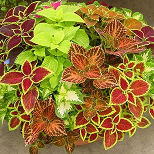 Seeds Coleus Exotic Mix/Perennial Flowers