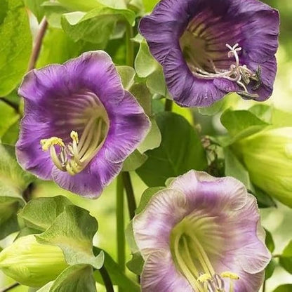 Seeds Cathedral Bells Mix/Cobea/Perennial Flowers