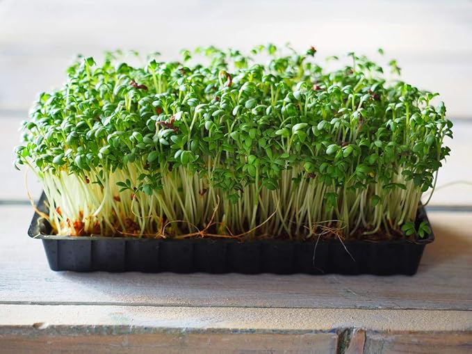 Cress Seed, Microgreen, Sprouting, 1 Pound, 16 OZ, Non GMO - Country Creek Acres Brand - Cress Seed for Juicing, Food Storage, Gardening, Hydroponics, Growing Sprouts, Spice for Cooking