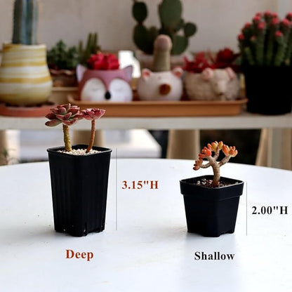 BangQiao 180 Pack 1.95 Inch Tiny Black Plastic Square Nursery and Seedling Pot, Mini Deep Transplant Seed Starter Planter with Drain Hole for Germination, Herb, Succulent