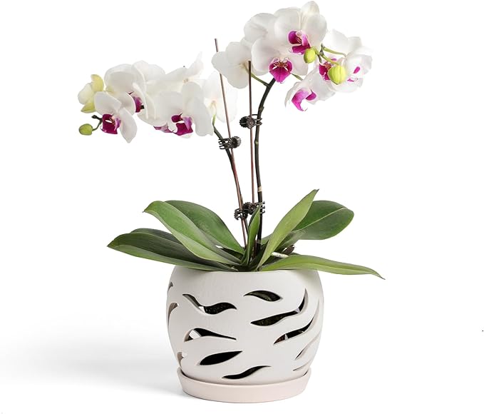 Ceramic Orchid Pot with Holes & Saucers, 5.5 inch Plant pots for Indoor and Outdoor use, Wind-Worn Texture Cutout Promoting air Circulation and Drainage(Pots Only)