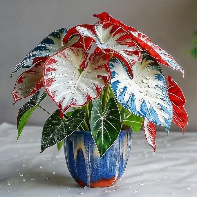 200Pcs Mix Caladium Seeds for Planting for Planting-Non-GMO Heirloom Plant Seeds Garden Outdoor