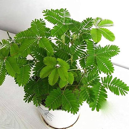 50+ Sensitive Plant Seeds Mimosa Touch Me Not Flowers Planting