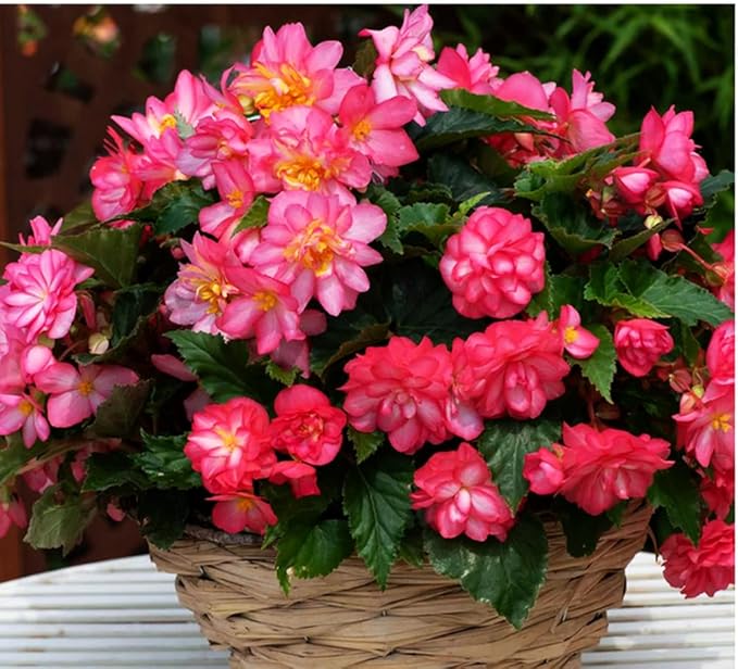 100PCS Pink Begonia Nonstop Flower Seeds Ornamental Easy to Grow Flower Seeds Home Garden