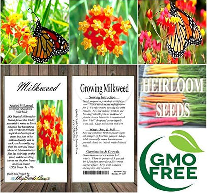 Big Pack - (1,000) Sunset Flower Milkweed Seeds, Asclepias Curassavica (Big Pack Tropical Sunset Milkweed)