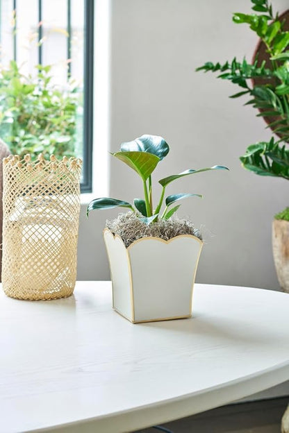 Jaye's Studio Decorative Square Cachepot, Modern Scalloped Metal Planter - Floor, Tabletop, Porch & Window Planter for House Decor (Taupe, 6")
