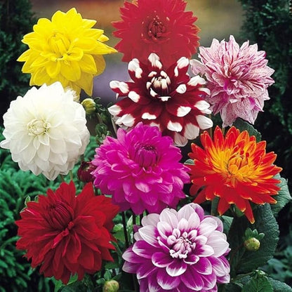 Seeds Flowers Dahlia Double Mix Annual - 30 Seeds