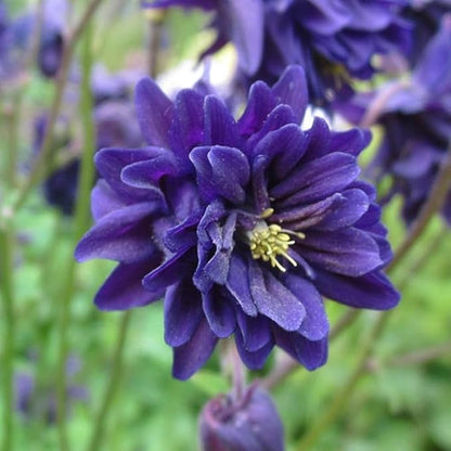 100+ Aquilegia Purple Barlow Columbine Seeds Flowers Garden Planting