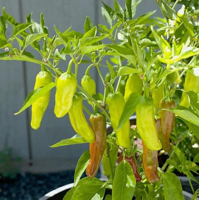 100pcs Fresh Golden Greek Pepper Annual Sweet Pepperoncini Pepper Seeds for Planting