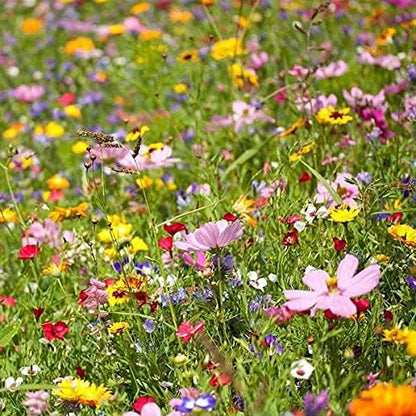 Non GMO Bulk Southeast Wildflower Seed Mix 112,500 Seeds (1/4 Lb)