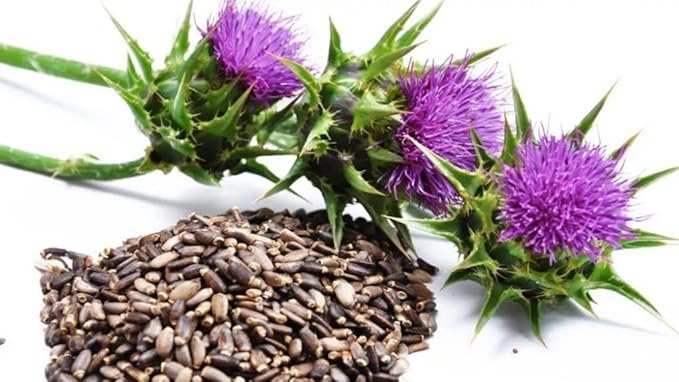 150+ Seeds Blessed Milk Thistle Medicinal - Herb Purple