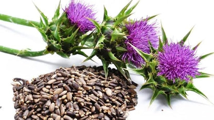 150+ Seeds Blessed Milk Thistle Medicinal - Herb Purple