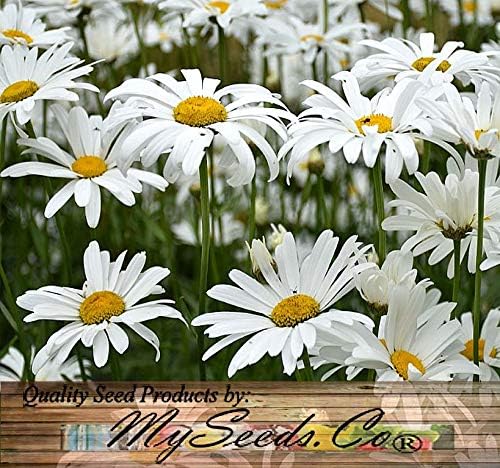 Big Pack - Chrysanthemum Species Mixed Seed (10,000+ Seeds) - Contains Painted Daisy, Garland Daisy, Ox-Eye Daisy, Alaska and Silver- Edible Flower Seeds (Big Pack - Chrysanthemum Mix)