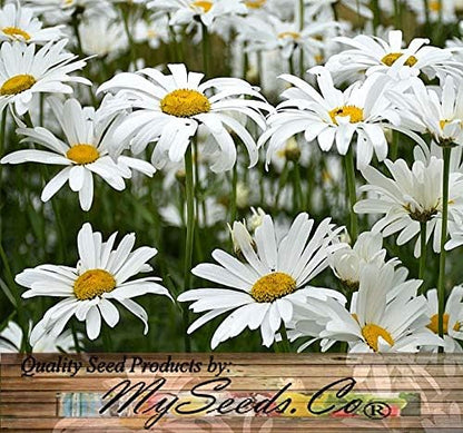 Big Pack - Chrysanthemum Species Mixed Seed (10,000+ Seeds) - Contains Painted Daisy, Garland Daisy, Ox-Eye Daisy, Alaska and Silver- Edible Flower Seeds (Big Pack - Chrysanthemum Mix)